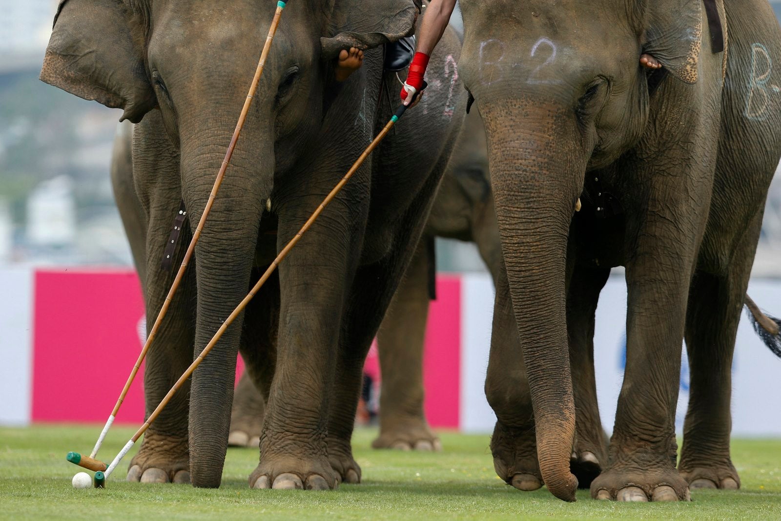 Los jugadores toman parte en un partido de exhibición durante el torneo anual de caridad Copa del Rey Elefante Polo en una estación de Riverside en Bangkok, Tailandia.