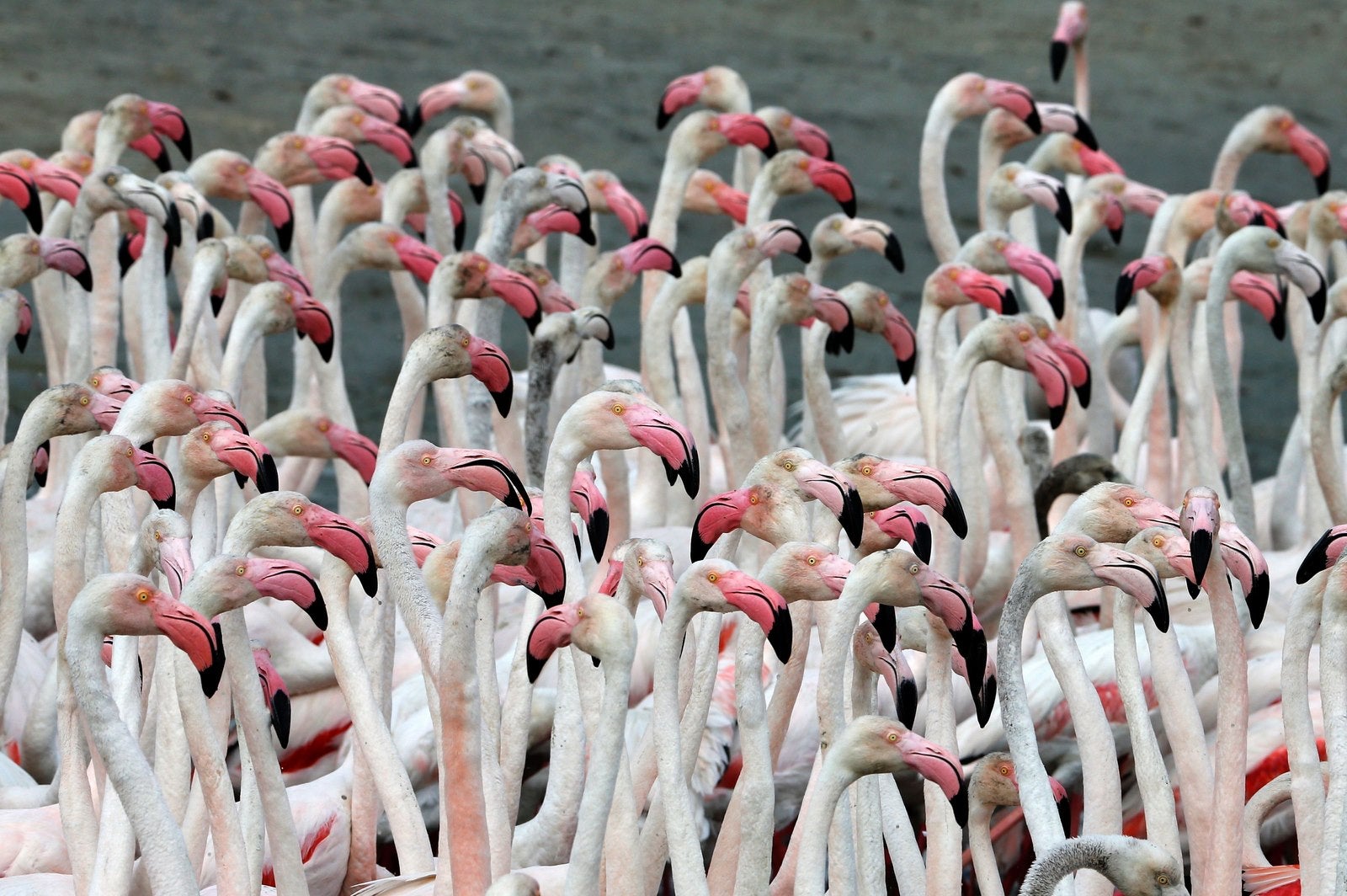 Flamencos rosados en el santuario de Ras al-Khor en las afueras de Dubai