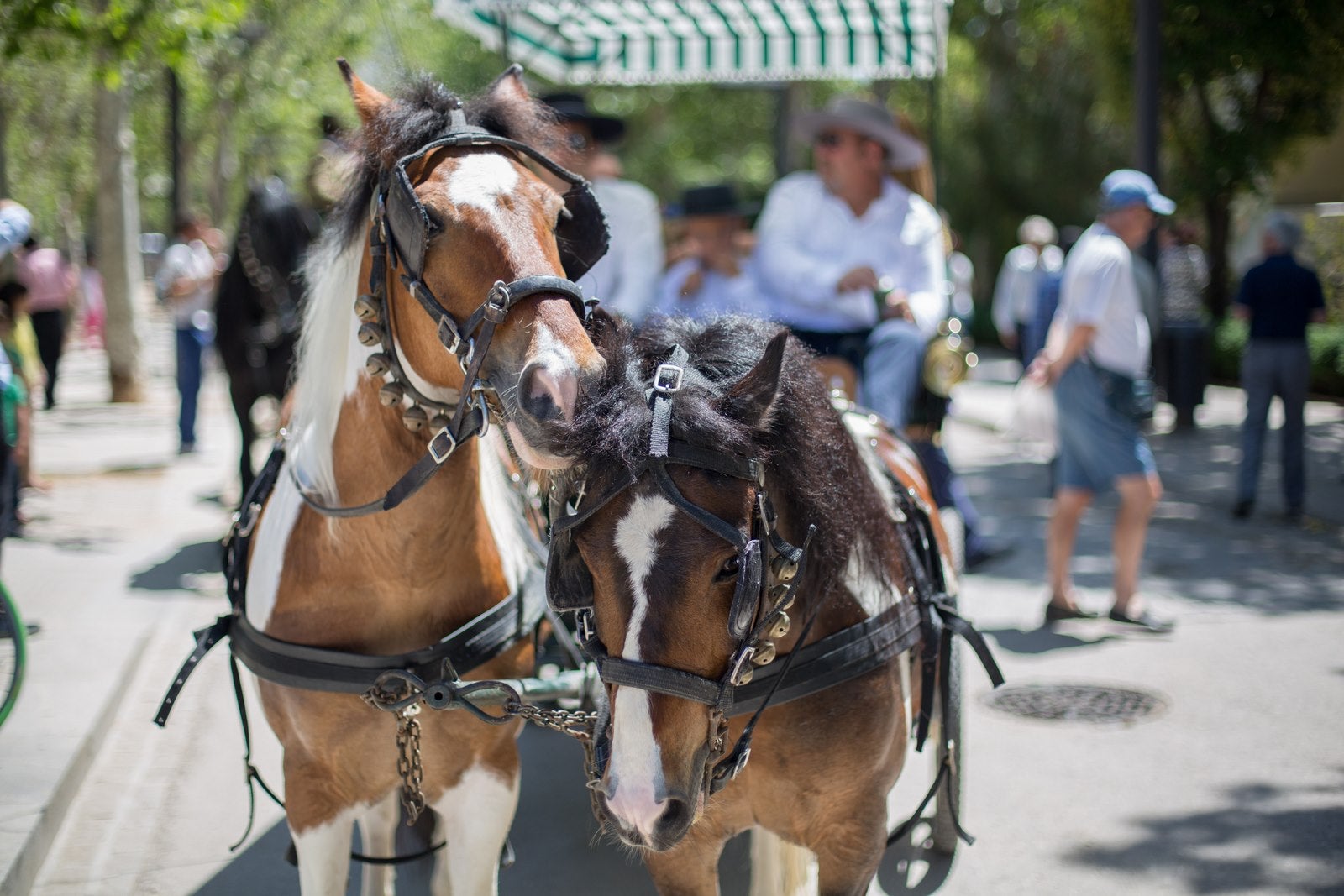 Concurso de enganches