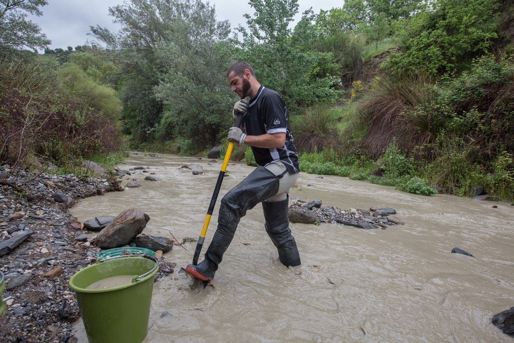 ¿Cómo se busca oro en el río Genil?