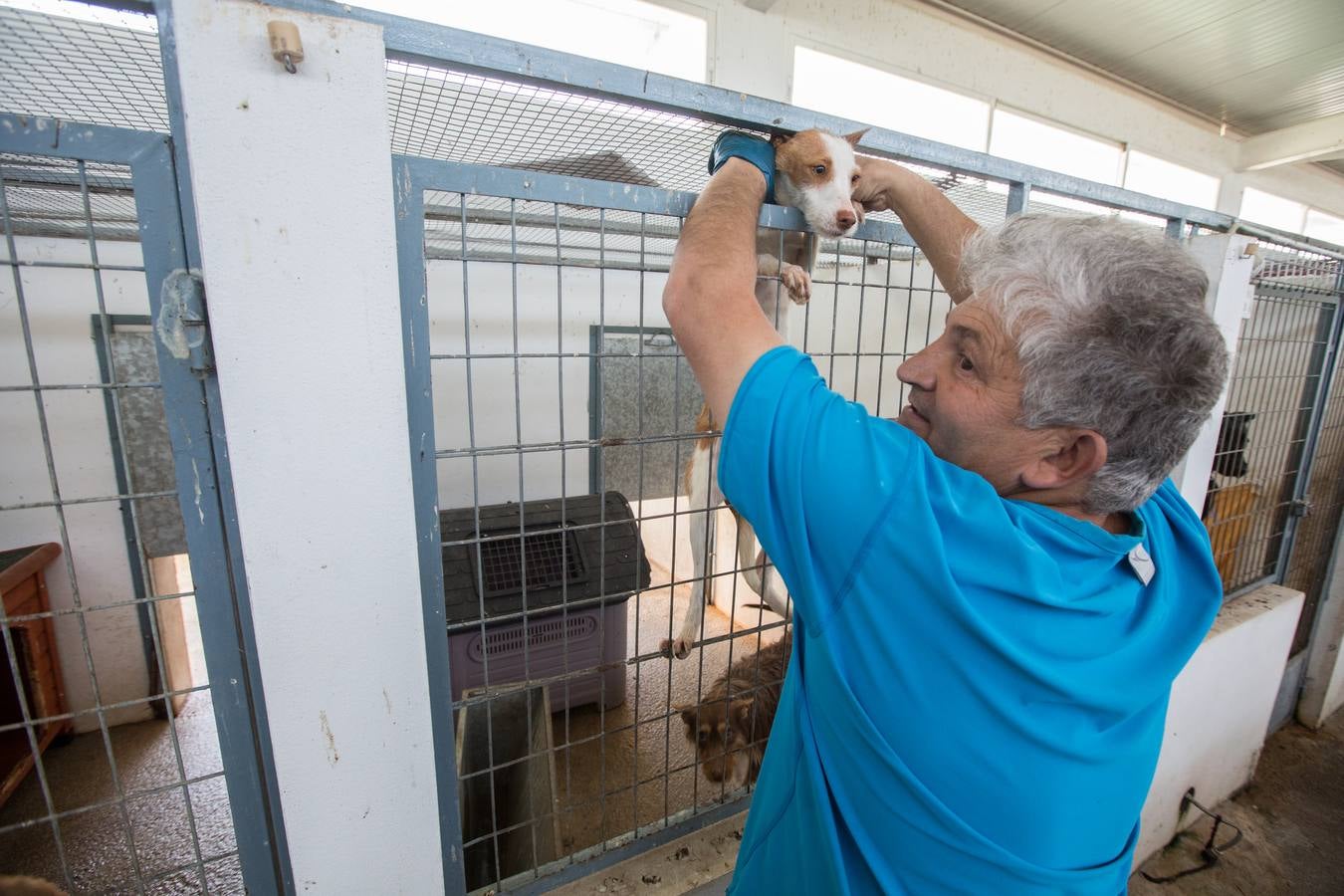 La Protectora de Animales de Granada cierra por primera vez en 70 años