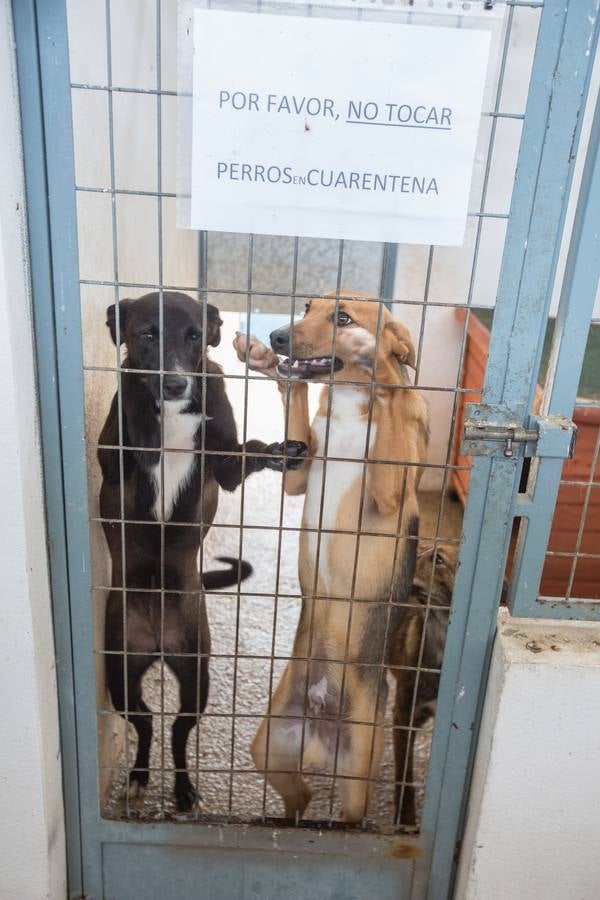 La Protectora de Animales de Granada cierra por primera vez en 70 años