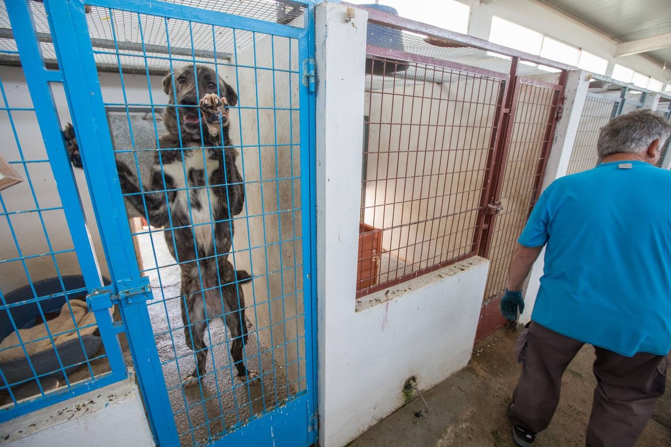 La Protectora de Animales de Granada cierra por primera vez en 70 años