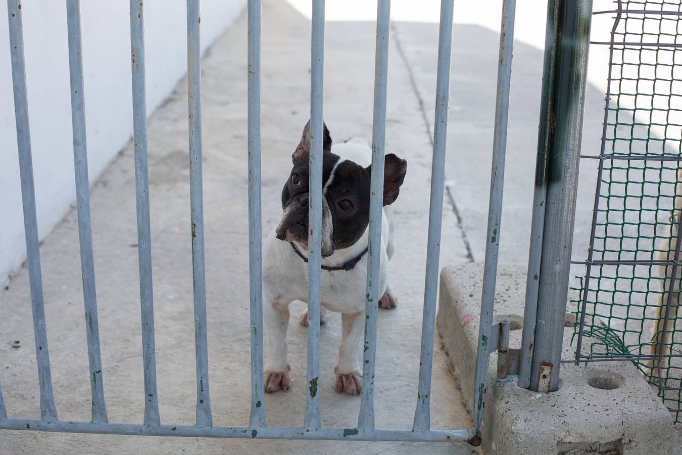 La Protectora de Animales de Granada cierra por primera vez en 70 años