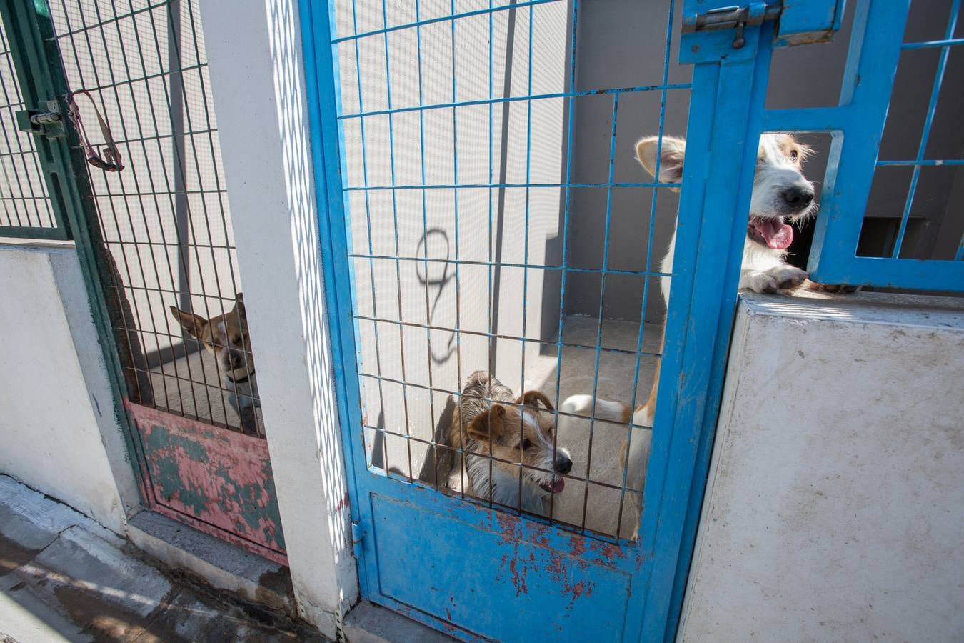 La Protectora de Animales de Granada cierra por primera vez en 70 años