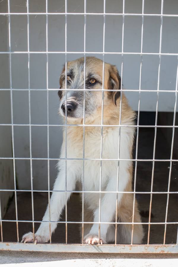 La Protectora de Animales de Granada cierra por primera vez en 70 años