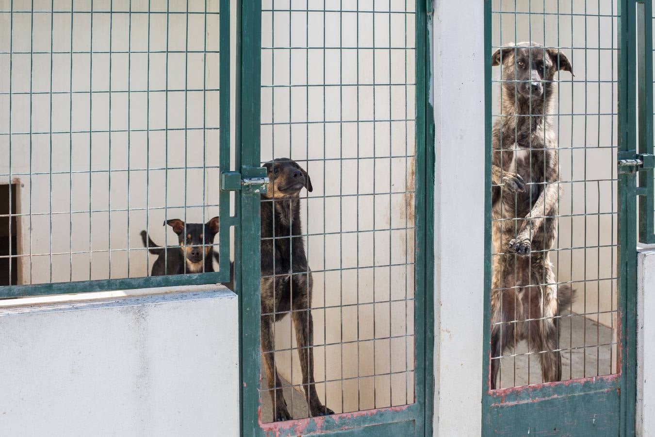 La Protectora de Animales de Granada cierra por primera vez en 70 años