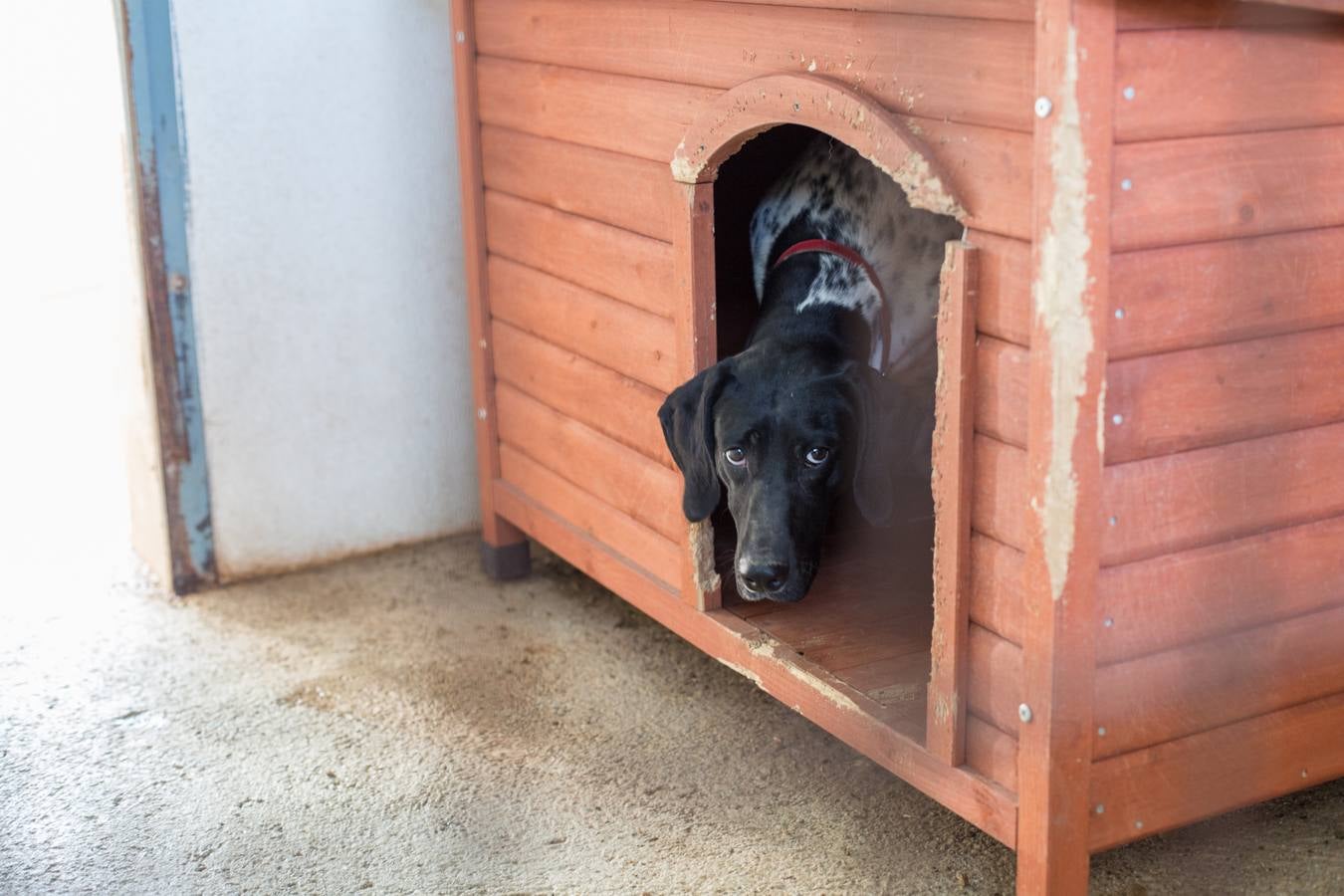 La Protectora de Animales de Granada cierra por primera vez en 70 años