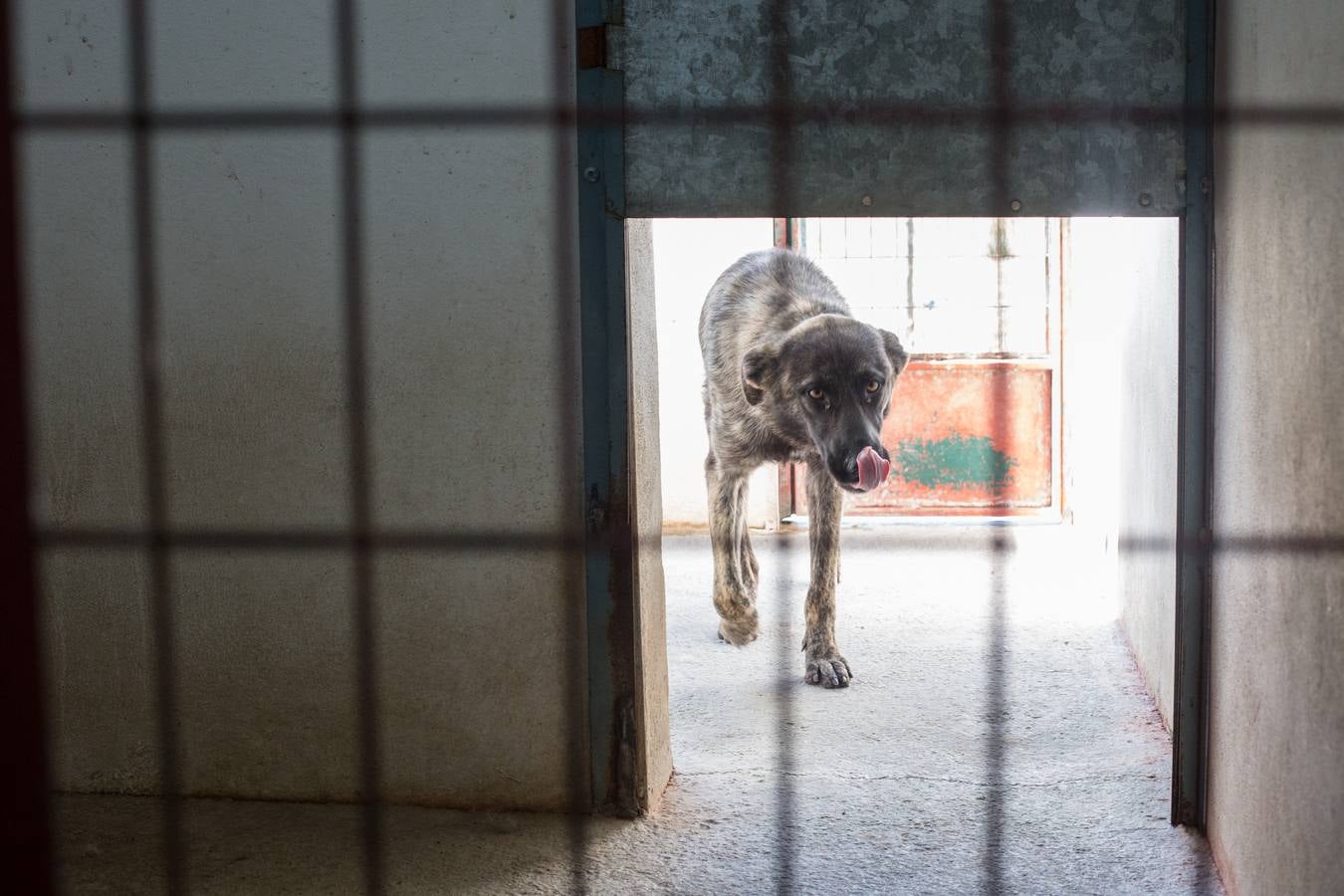 La Protectora de Animales de Granada cierra por primera vez en 70 años