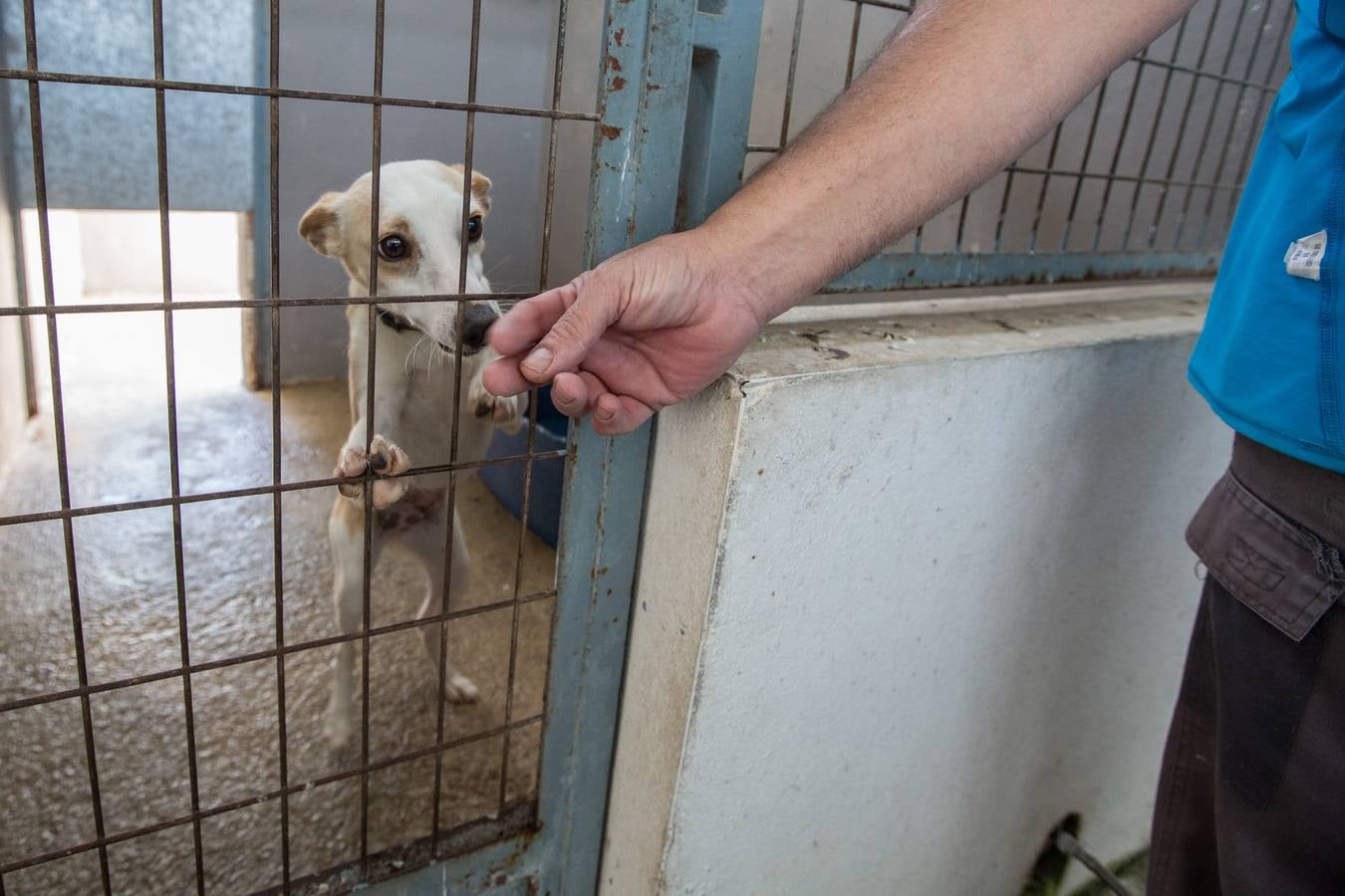 La Protectora de Animales de Granada cierra por primera vez en 70 años