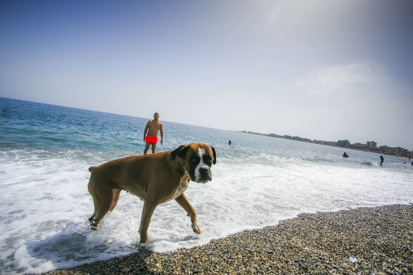 Los perros vuelven a la playa de El Cable de Motril