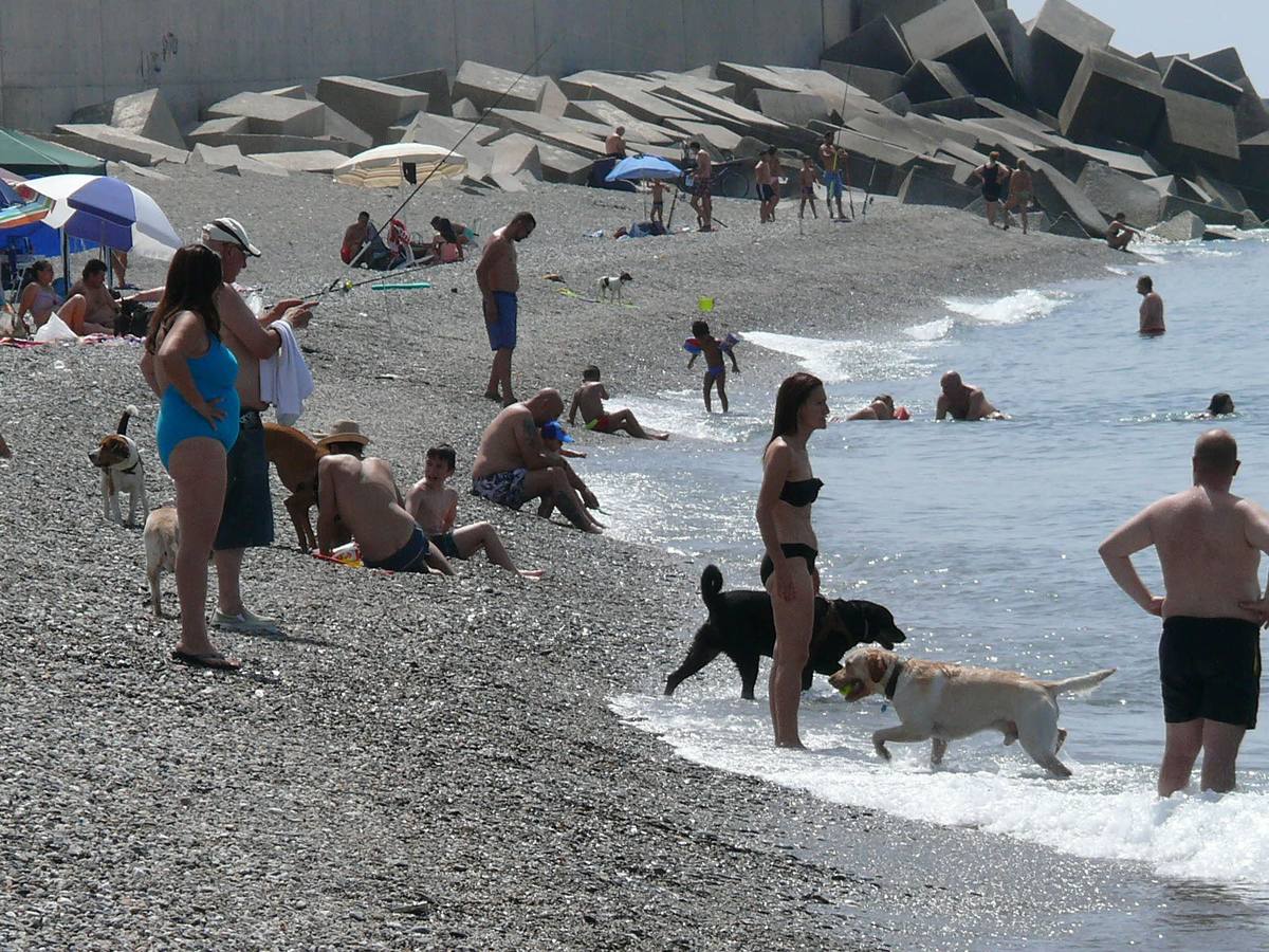 Los perros vuelven a la playa de El Cable de Motril