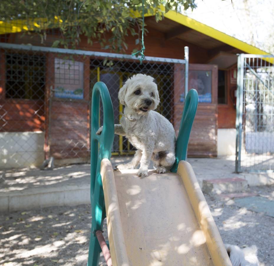 De vacaciones perrunas