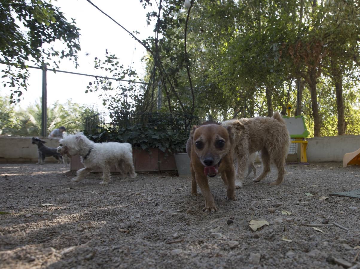 De vacaciones perrunas