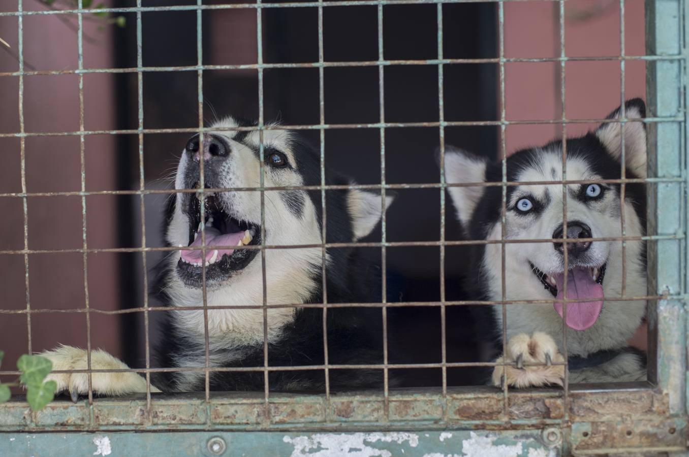 De vacaciones perrunas