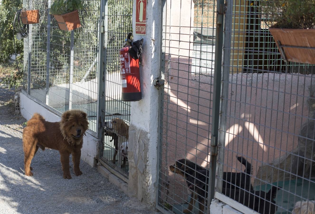 De vacaciones perrunas