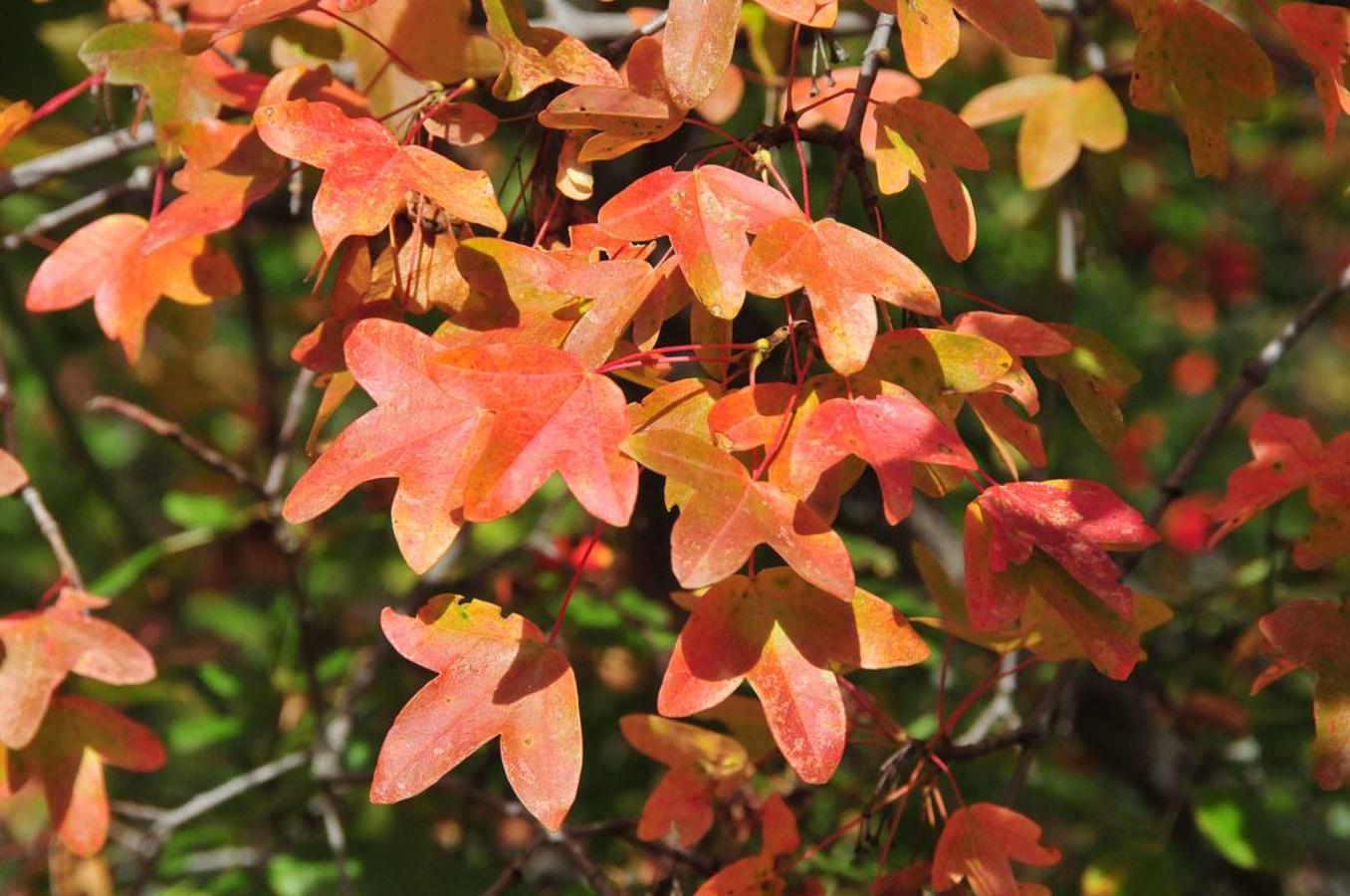 La belleza del otoño tardío