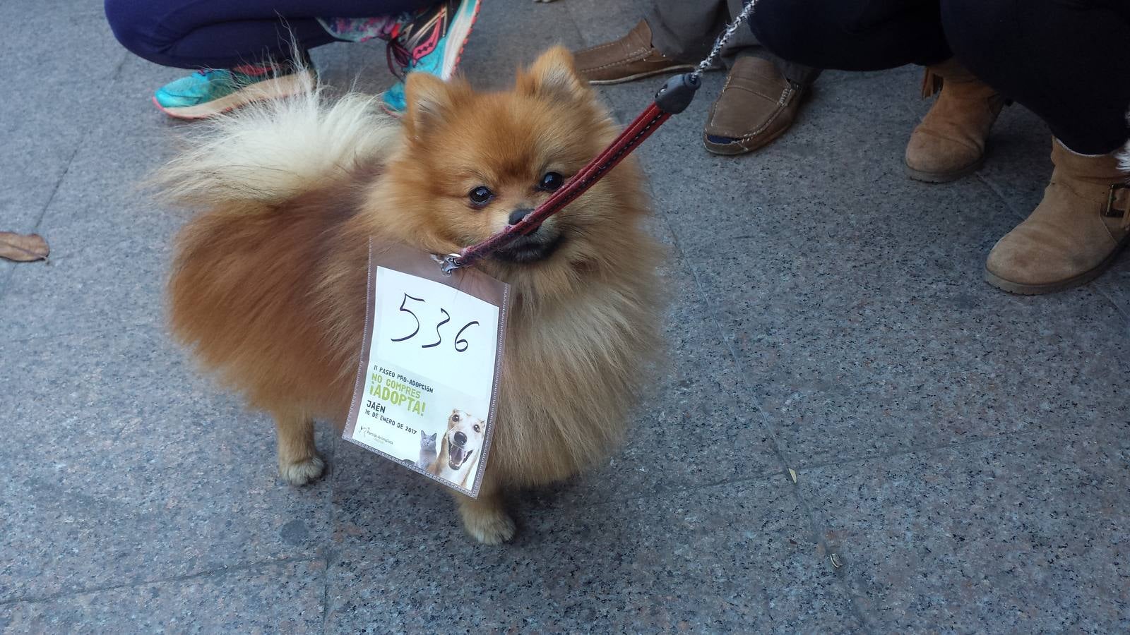 En busca de un hogar