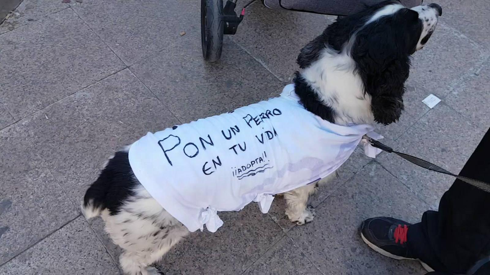 En busca de un hogar