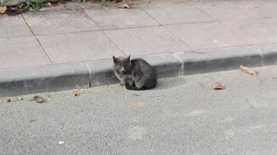 Aparecen cinco gatos muertos en Cárchel