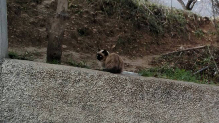 Aparecen cinco gatos muertos en Cárchel