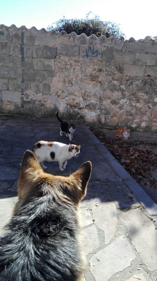 Aparecen cinco gatos muertos en Cárchel