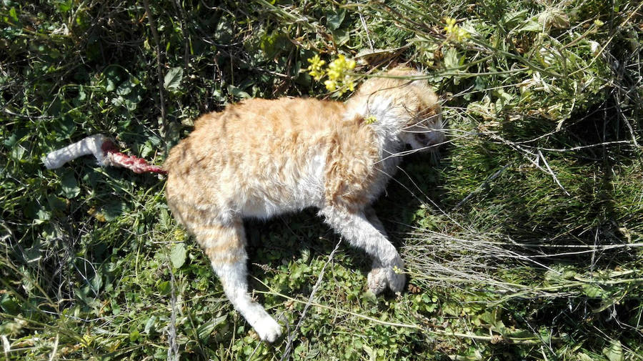 Aparecen cinco gatos muertos en Cárchel