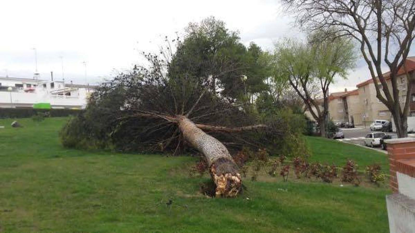 El viento hace estragos en Mengíbar y Mancha Real arrancando árboles