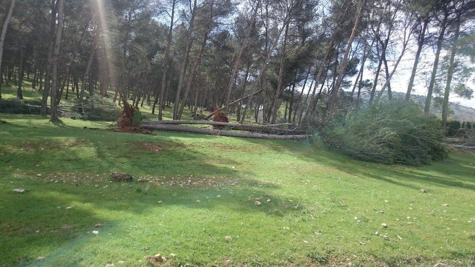 El viento hace estragos en Mengíbar y Mancha Real arrancando árboles