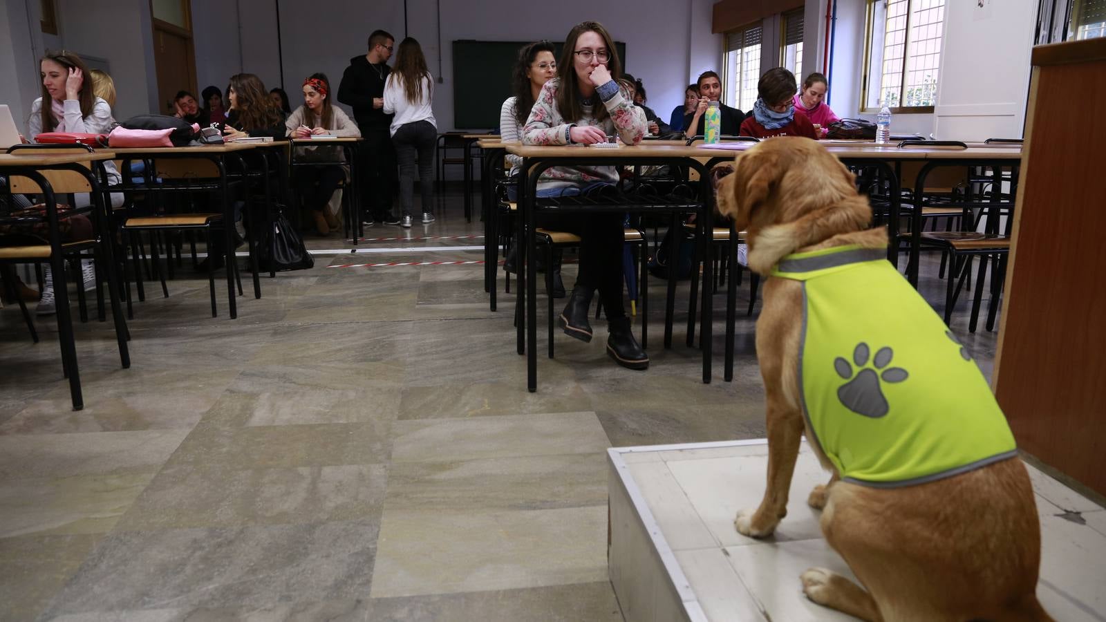 Los perros también &#039;enseñan&#039; en la UGR