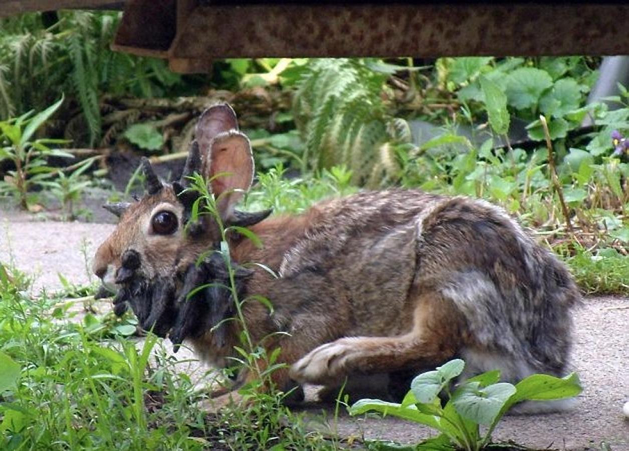 Frankenstein, el curioso conejo &#039;mutante&#039;