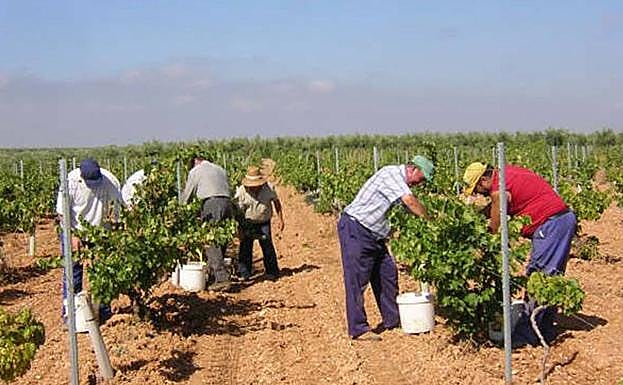 Imagen principal - Los otros &#039;inquilinos&#039; del campo jienense