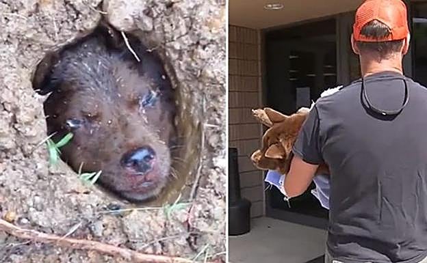 Ofrecen 8.000 euros a quien encuentre al salvaje que enterró a una perra viva bajo el cemento