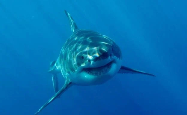 Los 4 grandes tiburones que te puedes encontrar en el Mediterráneo