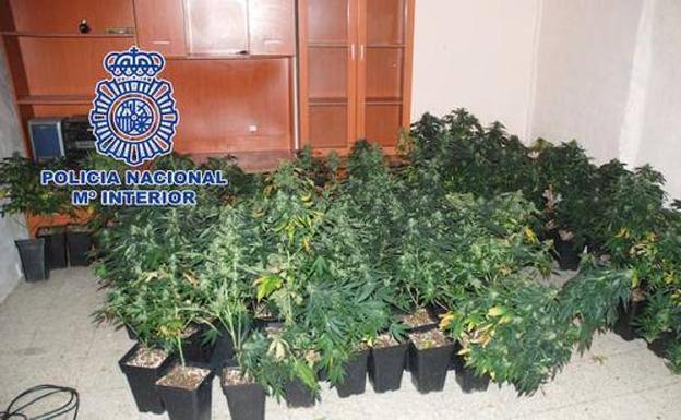 Plantación incautada por la Policía Nacional en Jaén.