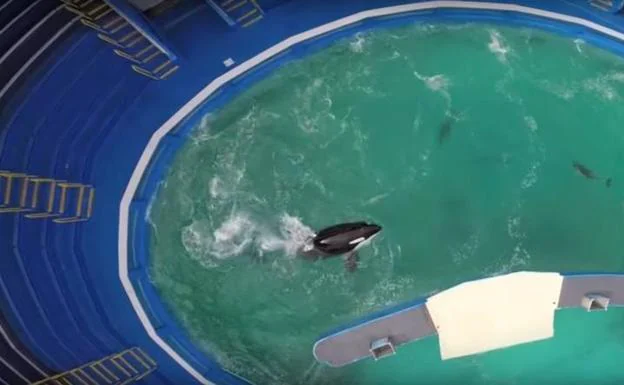 'Liberad a Lolita', la campaña por una orca que lleva 47 años 'prisionera' en un aquarium