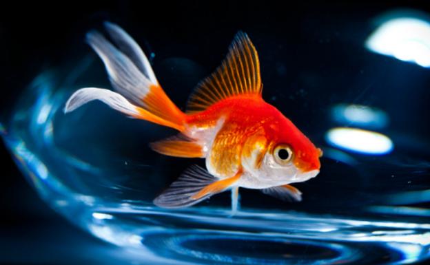 Desvelado el secreto del pez que produce alcohol para vivir sin oxígeno