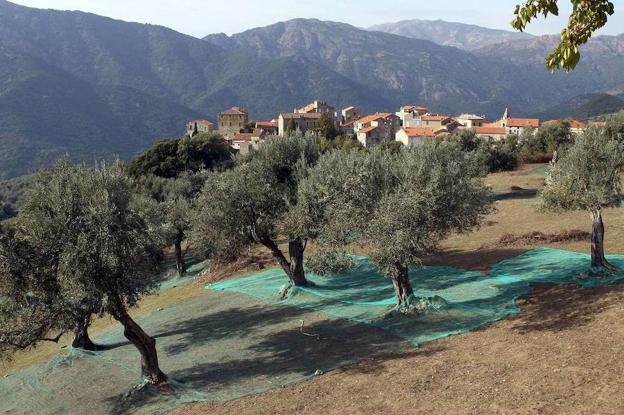 La bactería también ha invadido olivos en la isla de Córcega.