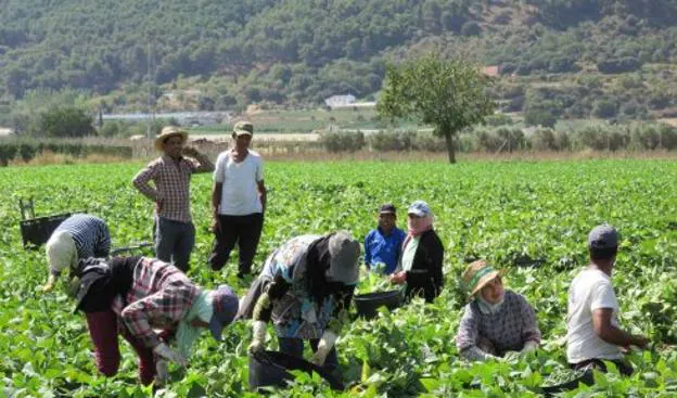 Un grupo de trabajadores realiza las labores de recogida en el Llano.