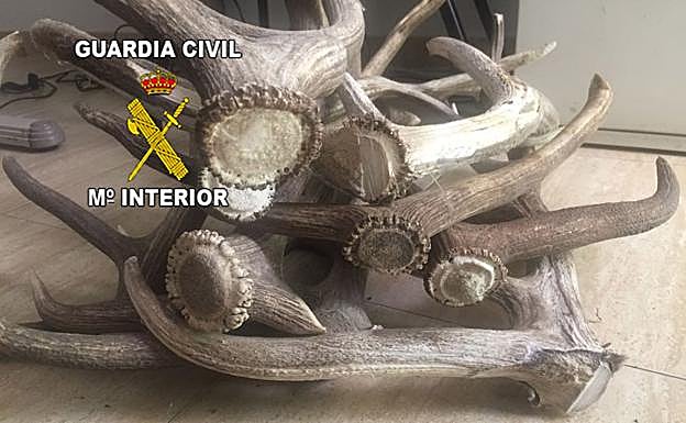 Detenidas tres personas especializadas en el robo de trofeos de caza