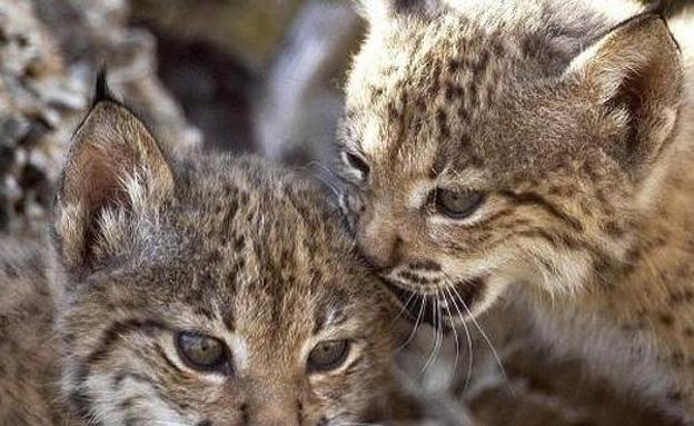 Muere atropellado un lince ibérico en la A-4 de Jaén