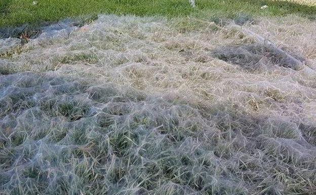 El increíble nido de arañas que invade el jardín de una familia