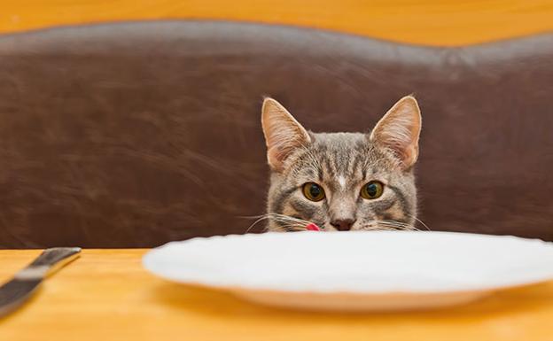 4 claves para una alimentación diez de tu gato