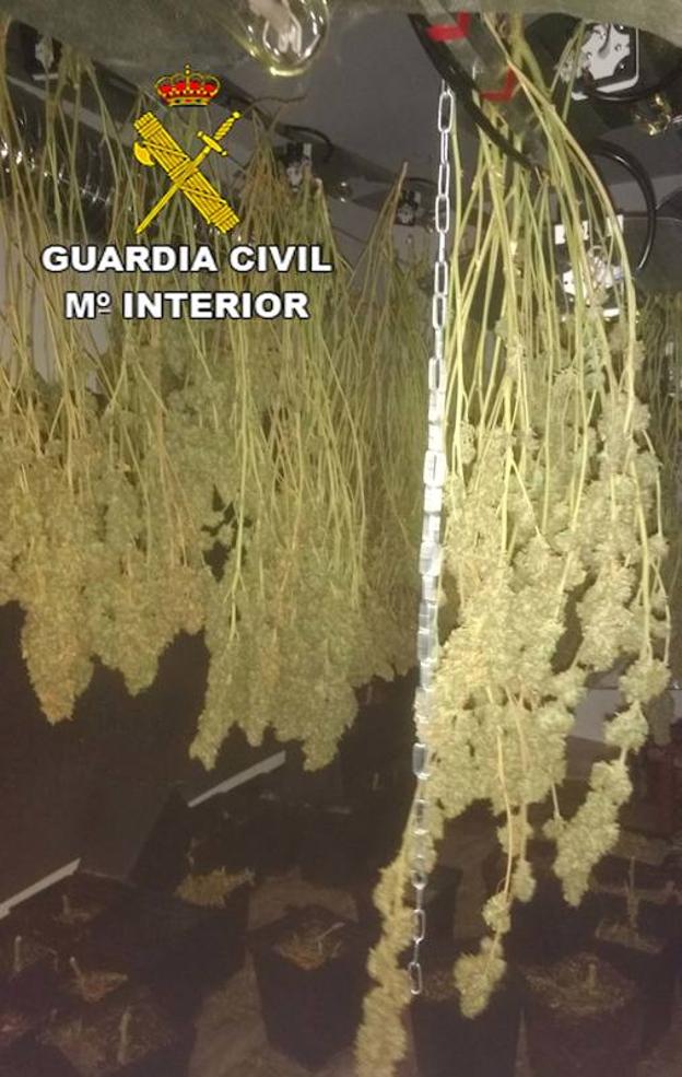 Detenidos dos jóvenes por cultivar 158 plantas de marihuana en una vivienda de Aulago