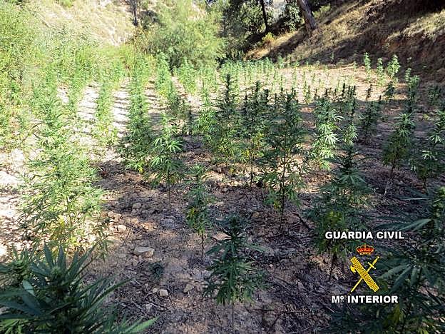 Parte de las plantas de marihuana incautadas en la operación por la que es investigado el exregidor.