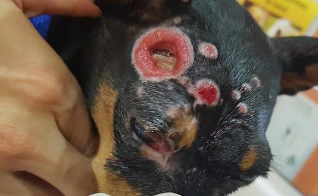 La Guardia Civil busca a quien roció a una perra con un líquido corrosivo en Murcia