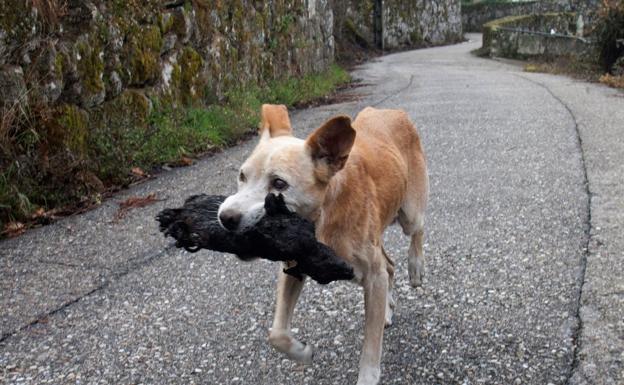 La cruda verdad detrás de la foto viral del perro en los incendios de Galicia