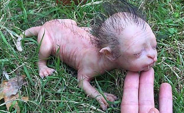 La verdad sobre esta "extraña criatura" encontrada en el campo