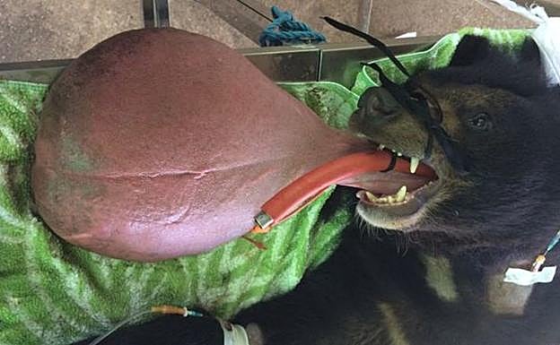 La sonrisa de un oso tras operarle para curarle su lengua de 3 kilos