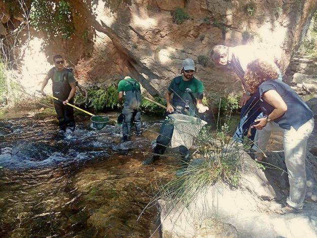 Técnicos del gobierno autonómico durante la realización del censo, mediante pesca eléctrica, en el Aguamulas.